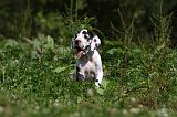DOGUE ALLEMAND 247
